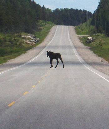Moose